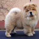 aneesachillgirl avatar