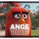 angebird avatar