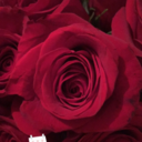 angel-eyes-13 avatar