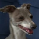 angel-phantomhive avatar