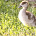 angel-starbeam avatar