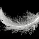 angel-wings-and-feathers avatar