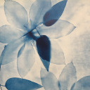 angel222calla avatar