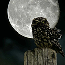 angelablackwings avatar