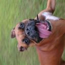 angelandchica avatar