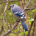 angelawitch11 avatar