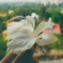 angelbloodeddemon avatar