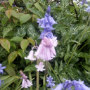 angelica-00-blog1 avatar