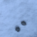 angeliccoconut avatar