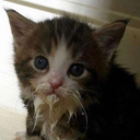 angelicdisastex avatar