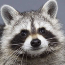 angelicnightwolf avatar