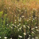 angelicweakness avatar