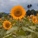 angelification avatar