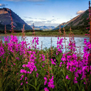 angelinnocence avatar