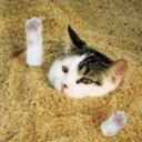 angelitosdemiel avatar