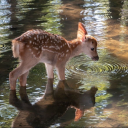 angelkisscherie avatar