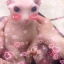 angelo-in-a-polo avatar