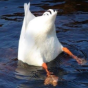 angelovesvamps avatar