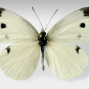 angels-divine avatar