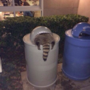 angelsallfire avatar