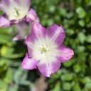 angelsandsangria avatar