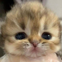 angelshairandbabysbreath avatar