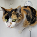 angelwings998 avatar