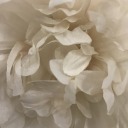 angelwingsandpinkglitterclouds avatar