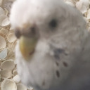 angery-budgie avatar