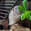 angie-the-rat-witch avatar