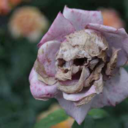 angiemontanez avatar