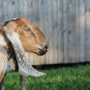 anglonubiangoat avatar