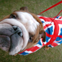 anglophiliaphobia avatar