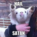 angry-frog-noise avatar