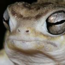 angry-tortoise avatar