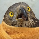 angry-velociraptor avatar