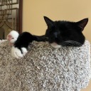 angrybrownbitch avatar