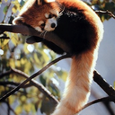 angrycoffeezombie avatar