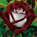 angryfloxqueen avatar