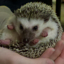 angryhedgie avatar