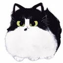 angrykittykollection avatar