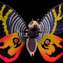 angrymothra avatar