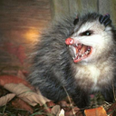 angrypossum avatar