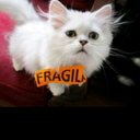 angstywombatfrommars avatar