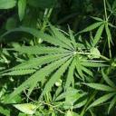 angyal-kekszem avatar