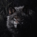 anikablackwolf avatar