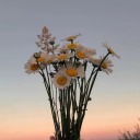 anilarisaklasan avatar