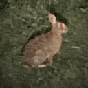 anima-ancillae avatar