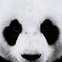 animadipanda avatar