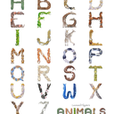 animal-alphabet avatar